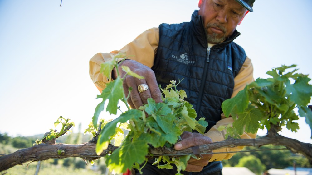 Regenerative Farming Winemakers in Paso Robles: A Sustainable Approach to Quality Wine Production