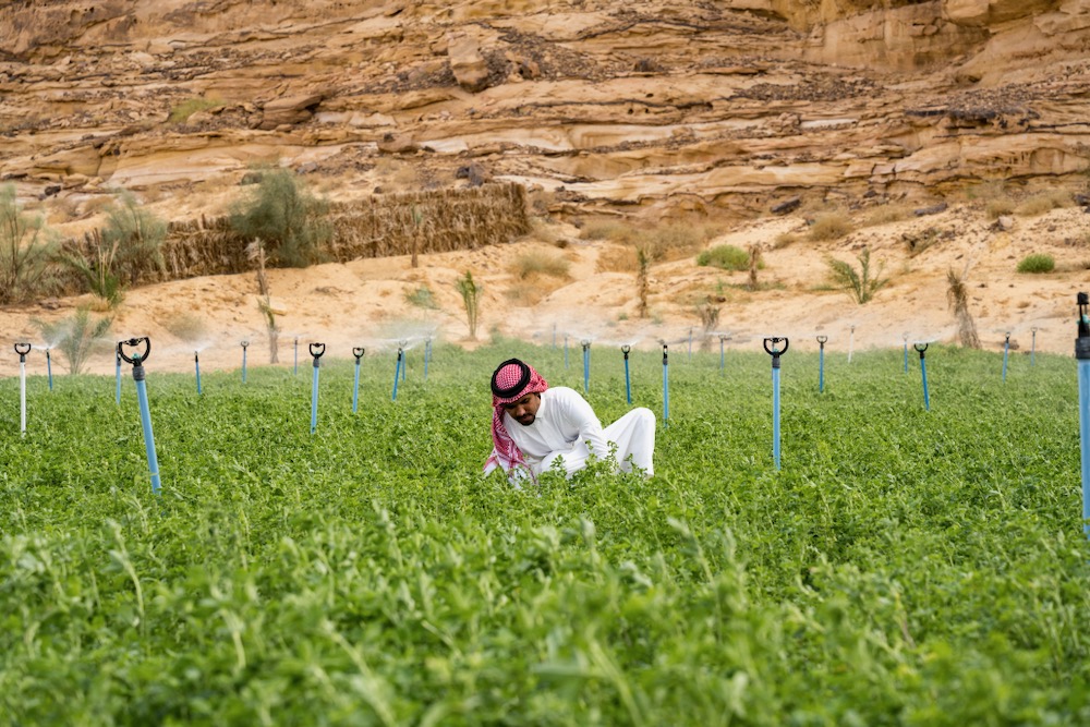 Food Sufficiency: How Egypt Transforms Desert into Strong Agriculture Farmland to Sustain a Growing Population of More 100 Million People